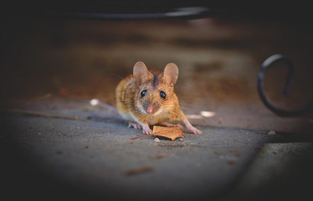 maus