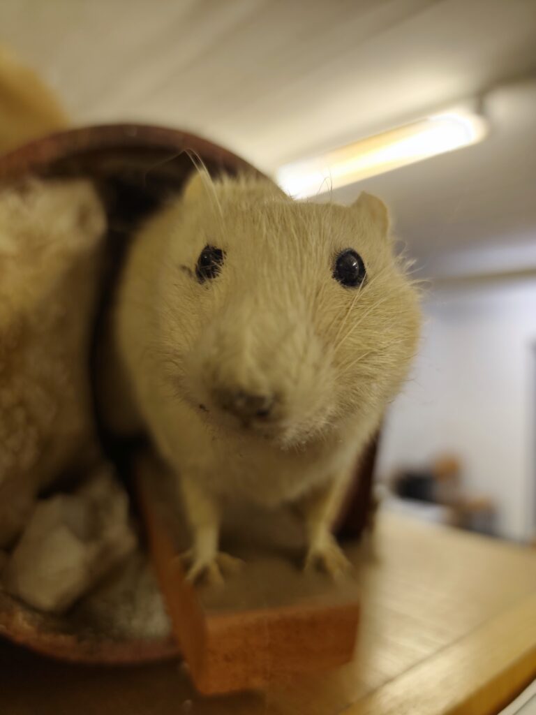 kammerjäger